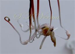  Plant with bulbiferous base